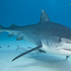 Which Norse God Are You? Shark