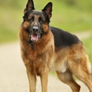 🐶 Pick Your Favorite Dog Breeds and We’ll Tell You Your Personality German Shepherd