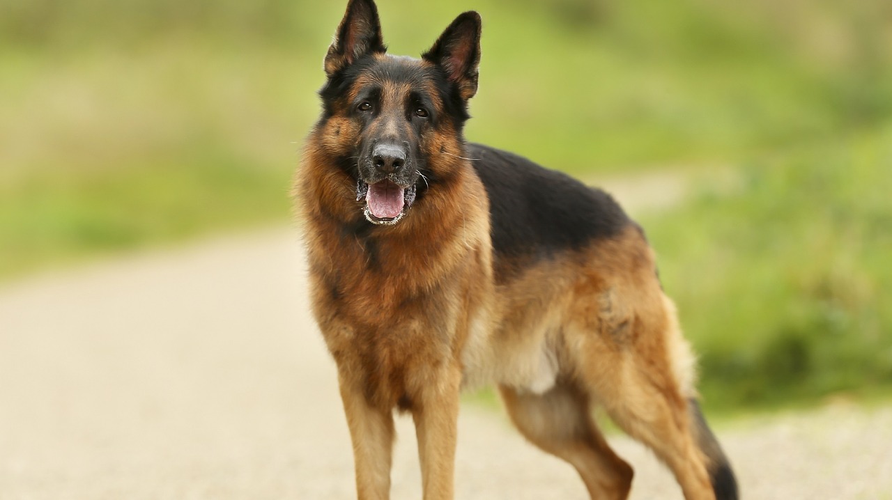 🐶 I Bet You Can’t Spell the Names of 10/20 of These Dog Breeds German Shepherd