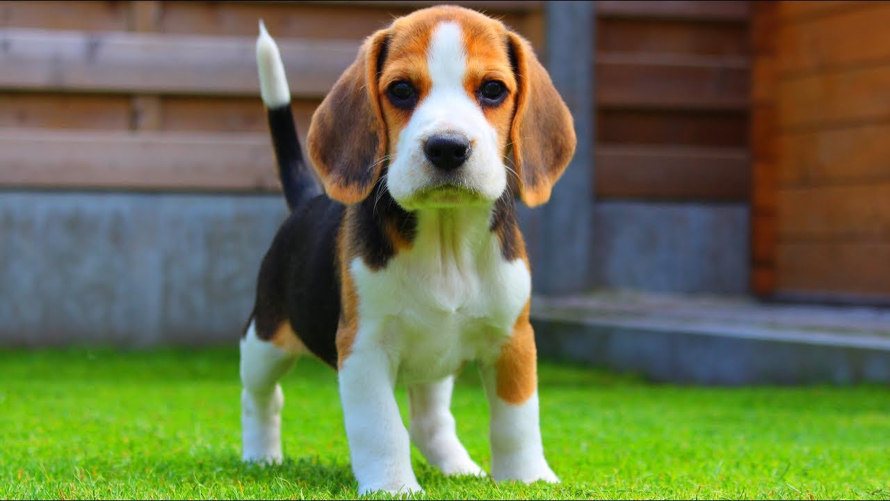 You got: Beagle! 🐶 Build Your Signature Salad and We’ll Reveal Which Puppy You Should Adopt