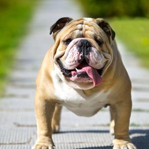 🐶 Pick Your Favorite Dog Breeds and We’ll Tell You Your Personality Bulldog