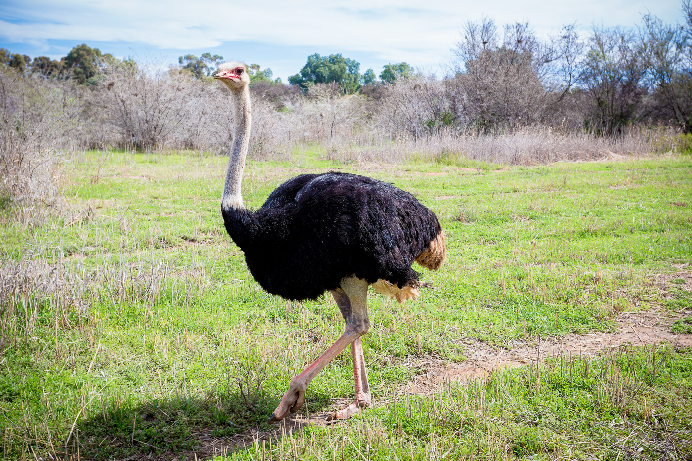 Can You Pass This General Knowledge “True or False” Quiz? ostrich