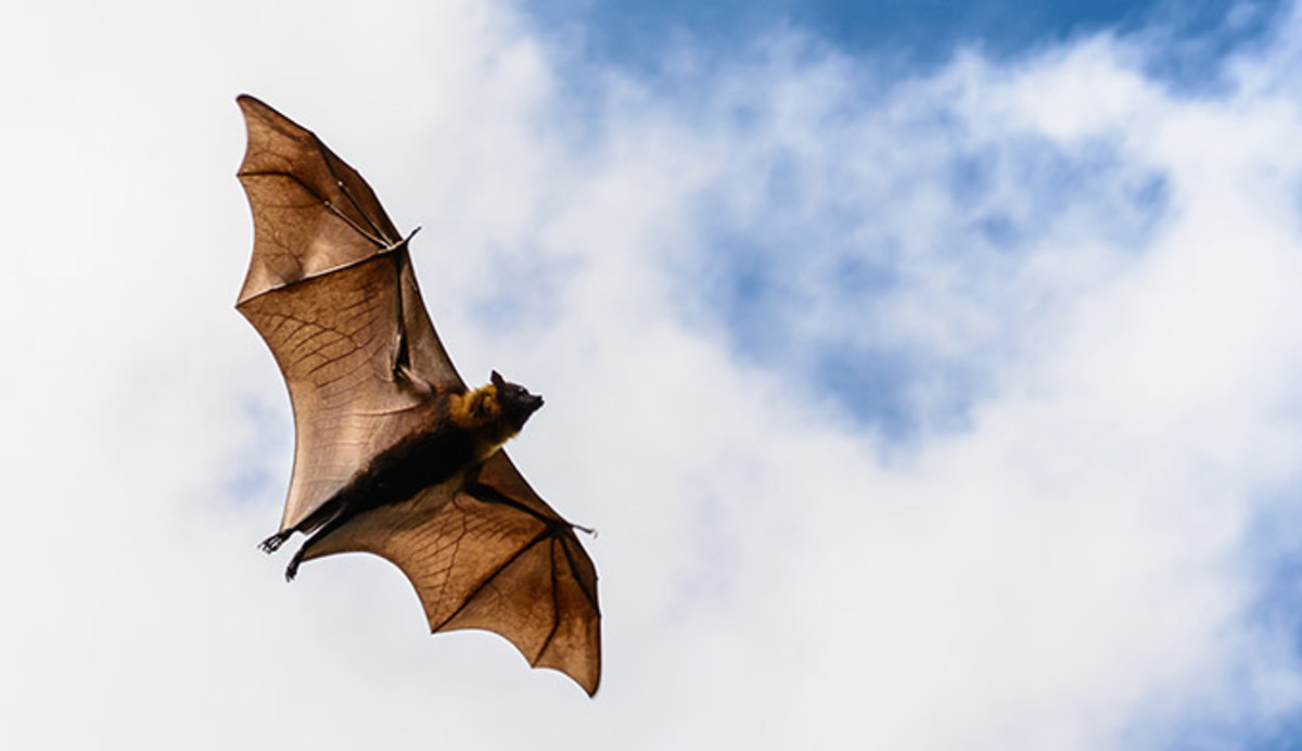 Can You Pass This General Knowledge “True or False” Quiz? bats