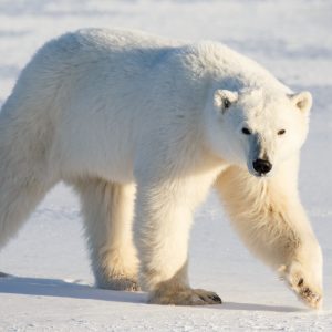 Can You Pass This “Jeopardy!” Trivia Quiz About Animals? What is a polar bear?