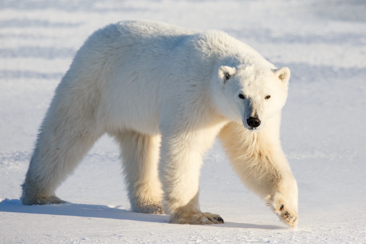 This Science “True or False” Quiz Will Reveal If You Aced or Flunked Out of School polar bear