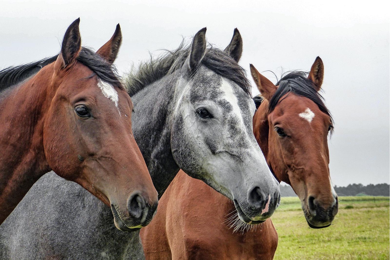 Can You Pass This General Knowledge “True or False” Quiz? horses
