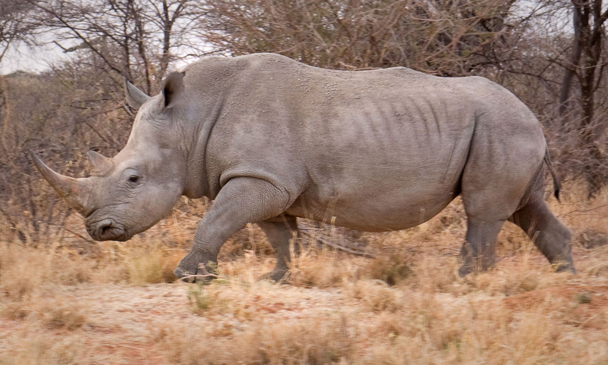 Can You Pass This General Knowledge “True or False” Quiz? male rhino