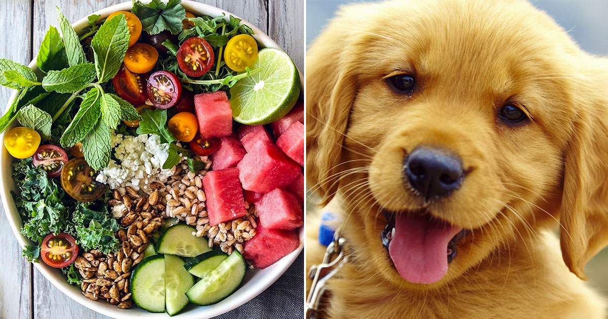 🐶 Build Your Signature Salad and We’ll Reveal Which Puppy You Should Adopt