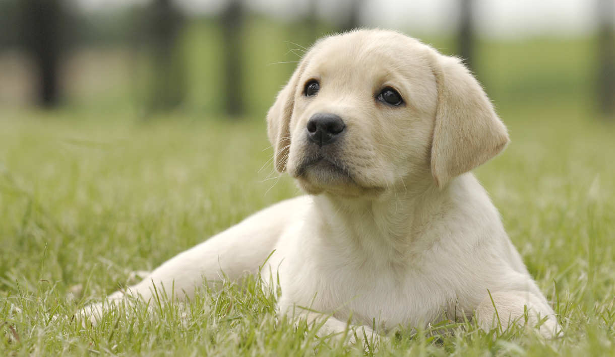 We’ve Gone to the Dogs! 🐕 Can You Ace This 20-Question Dog Quiz? labrador retriever puppies