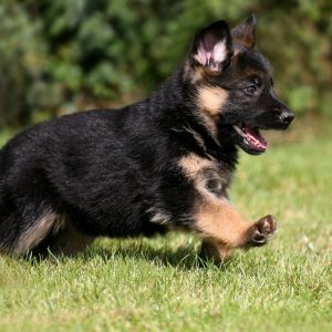 This Dog Trivia Quiz Will Separate Pups From Top Dogs – Are You Ready To Play? German Shepherd