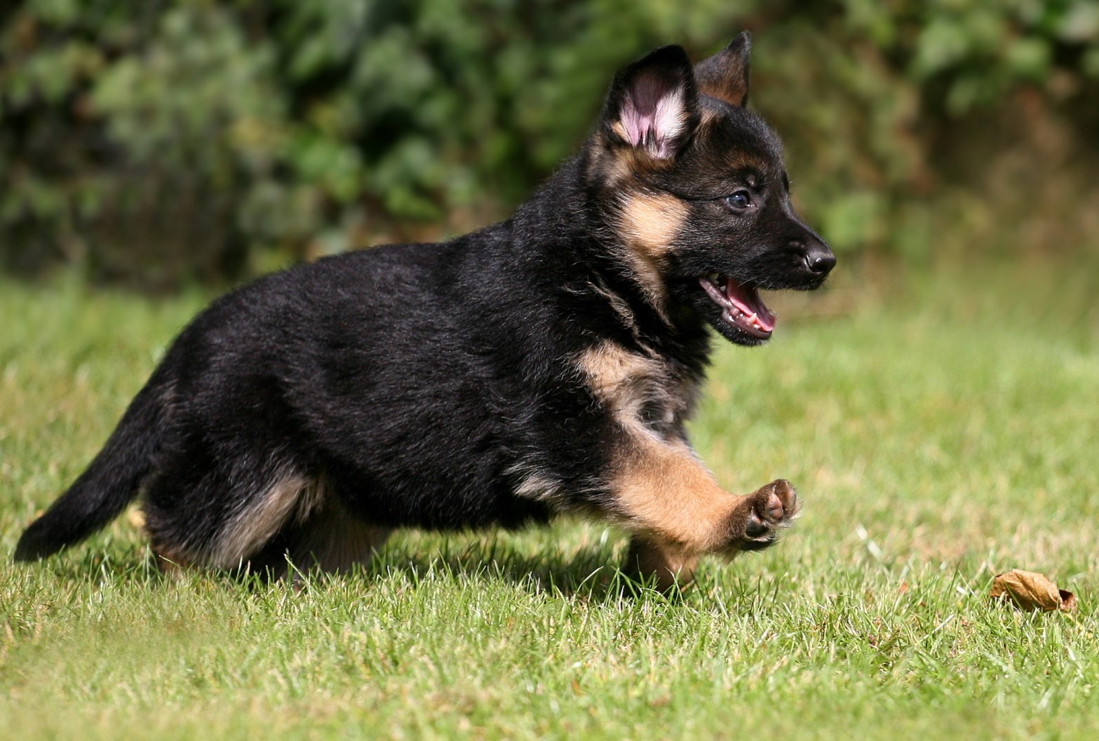 You got: German Shepherd! 🐶 Build Your Signature Salad and We’ll Reveal Which Puppy You Should Adopt