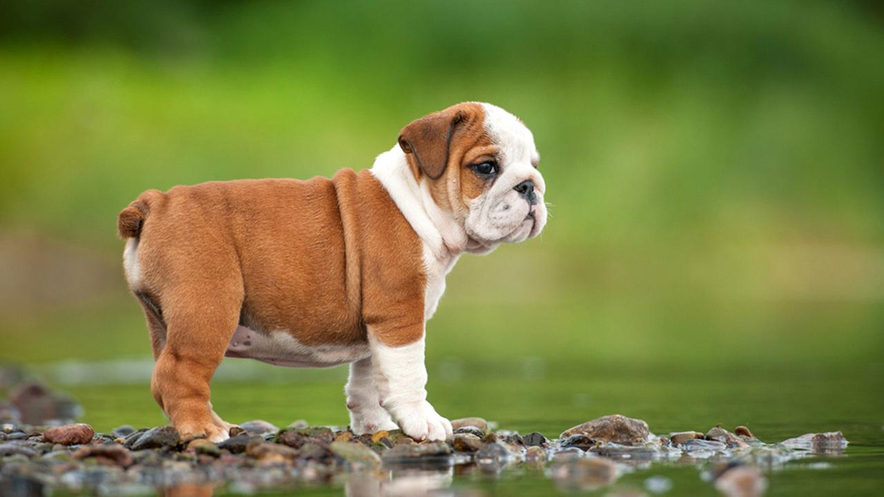 You got: Bulldog! 🐶 Build Your Signature Salad and We’ll Reveal Which Puppy You Should Adopt