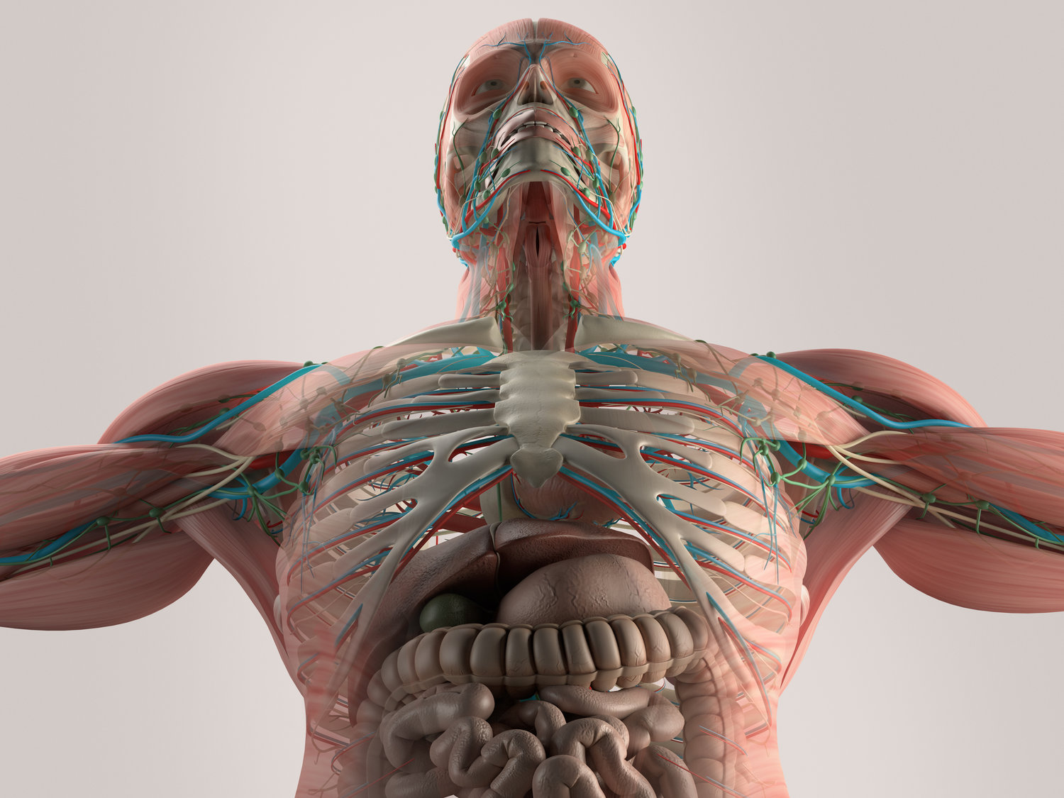 If You Can Get 15 on This Quiz on Your First Try, You Definitely Know a Lot About Human Body human body