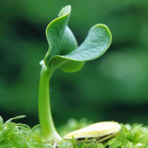 This Science Quiz Is Not That Difficult, But It Would Separate Good Students From Not-So-Good Plants