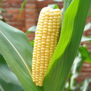 Sorry, You’ll Pass This Quiz Only If You’re a Trivia Expert Maize