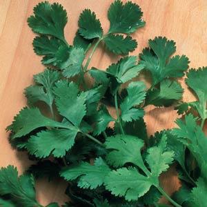 Choose Some Unpopular Food to Try and We’ll Give You an Underrated Show to Watch Cilantro