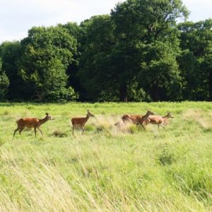 Plan a Trip to London and We’ll Give You a British Delicacy to Try Richmond Park