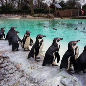 Plan a Trip to London and We’ll Give You a British Delicacy to Try London Zoo