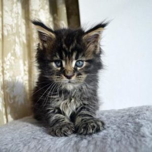 🐱 Choose Between Kittens and Desserts and We’ll Pay You a Compliment 🍰 Maine Coon kitten