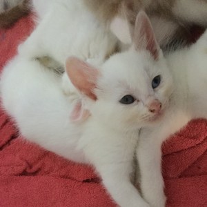🐱 Choose Between Kittens and Desserts and We’ll Pay You a Compliment 🍰 Turkish Angora kitten
