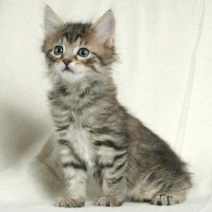 🐱 Choose Between Kittens and Desserts and We’ll Pay You a Compliment 🍰 American Bobtail kitten