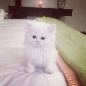 🐱 Choose Between Kittens and Desserts and We’ll Pay You a Compliment 🍰 Persian kitten