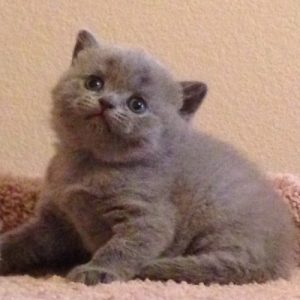 🐱 Choose Between Kittens and Desserts and We’ll Pay You a Compliment 🍰 British Shorthair kitten
