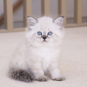 🐱 Choose Between Kittens and Desserts and We’ll Pay You a Compliment 🍰 Himalayan kitten