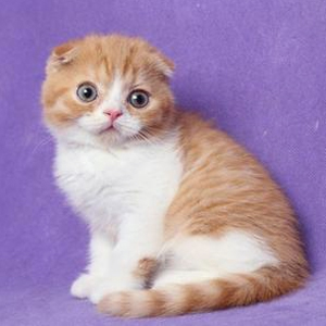 🐱 Choose Between Kittens and Desserts and We’ll Pay You a Compliment 🍰 Scottish Fold kitten