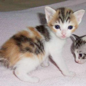 🐱 Choose Between Kittens and Desserts and We’ll Pay You a Compliment 🍰 Japanese Bobtail kitten