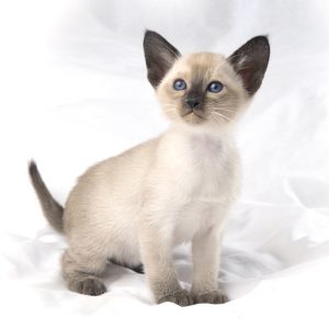 🐱 Choose Between Kittens and Desserts and We’ll Pay You a Compliment 🍰 Tonkinese kitten