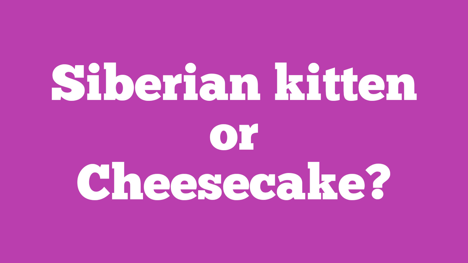 🐱 Choose Between Kittens and Desserts and We’ll Pay You a Compliment 🍰 28