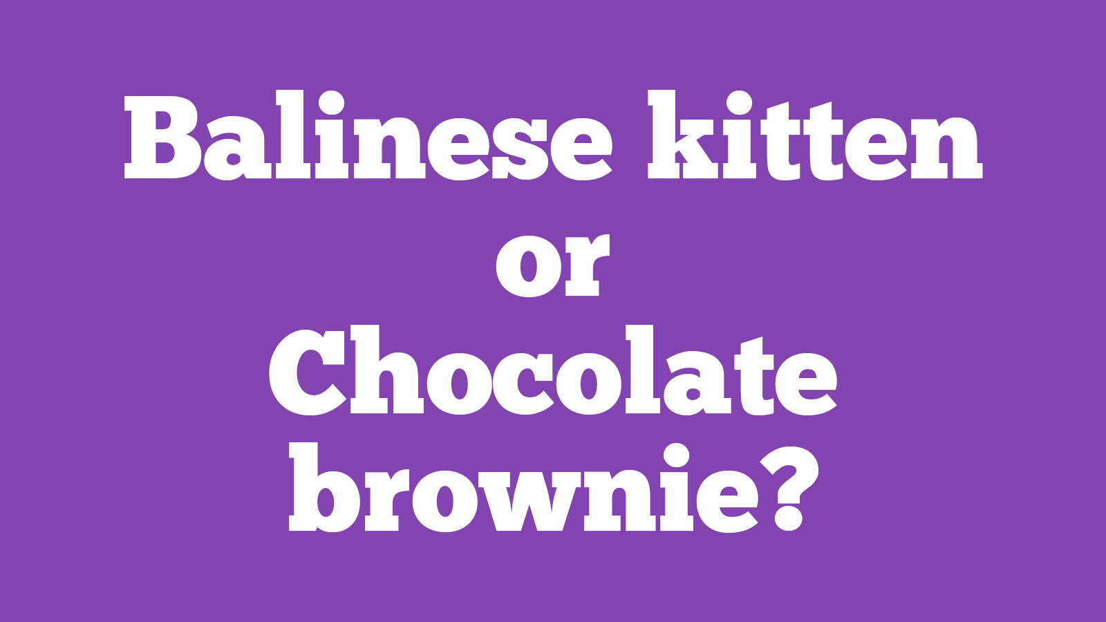 🐱 Choose Between Kittens and Desserts and We’ll Pay You a Compliment 🍰 39