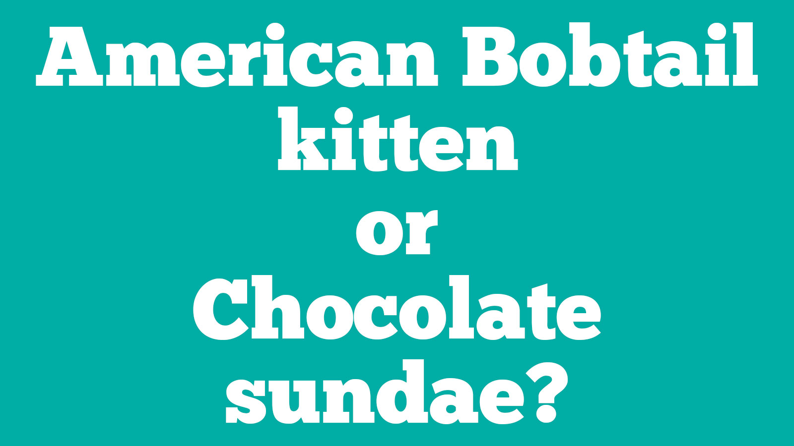 🐱 Choose Between Kittens and Desserts and We’ll Pay You a Compliment 🍰 68