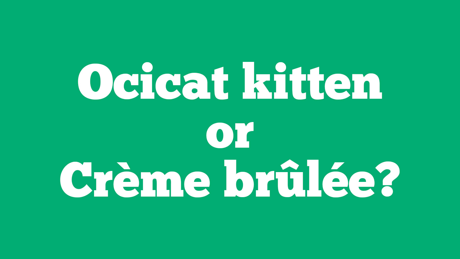 🐱 Choose Between Kittens and Desserts and We’ll Pay You a Compliment 🍰 88