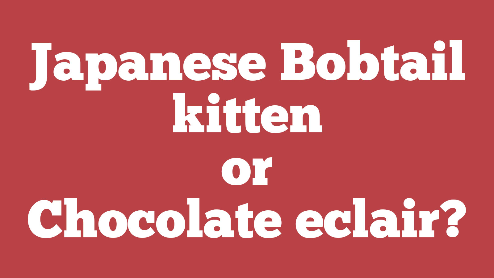 🐱 Choose Between Kittens and Desserts and We’ll Pay You a Compliment 🍰 137