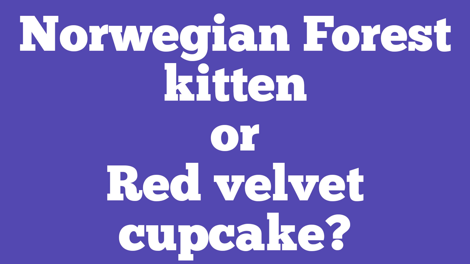 🐱 Choose Between Kittens and Desserts and We’ll Pay You a Compliment 🍰 156