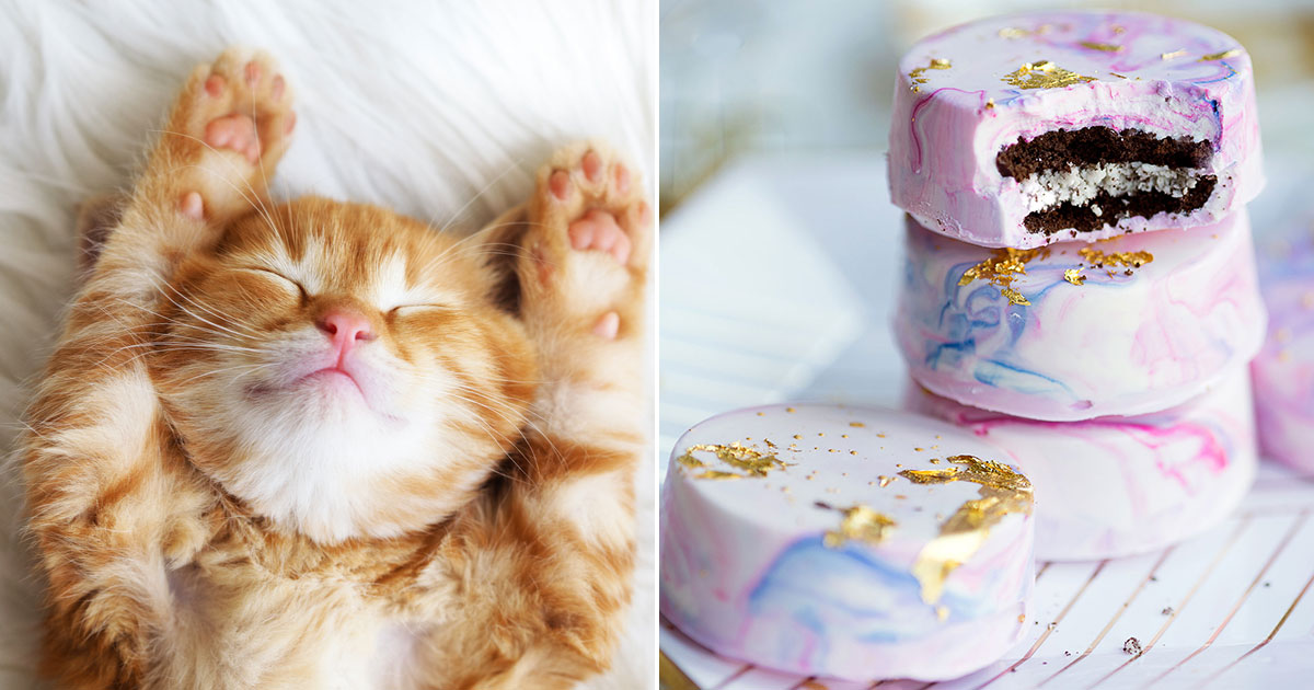 🐱 Choose Between Kittens and Desserts and We’ll Pay You a Compliment 🍰