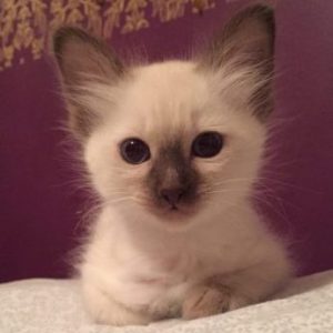 🐱 Choose Between Kittens and Desserts and We’ll Pay You a Compliment 🍰 Balinese kitten