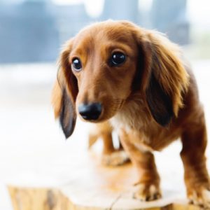 🐶 Pick Your Favorite Dog Breeds and We’ll Tell You Your Personality Dachshund