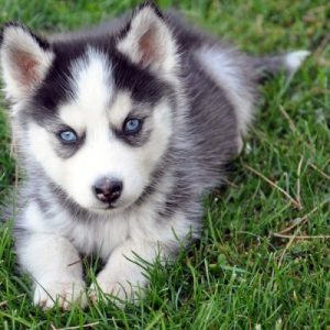 🐶 Choose Between Puppies and Pizza and We’ll Reveal Your Introvert/Extrovert Percentage 🍕 Siberian Husky