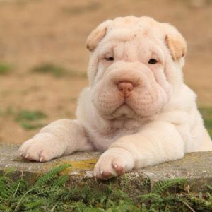 🐶 Choose Between Puppies and Pizza and We’ll Reveal Your Introvert/Extrovert Percentage 🍕 Shar Pei