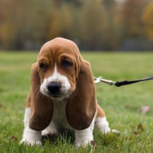 🐶 Choose Between Puppies and Pizza and We’ll Reveal Your Introvert/Extrovert Percentage 🍕 Basset Hound