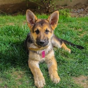 This Random Knowledge Quiz Is 20% Harder Than Most — Can You Pass It? German Shepherd
