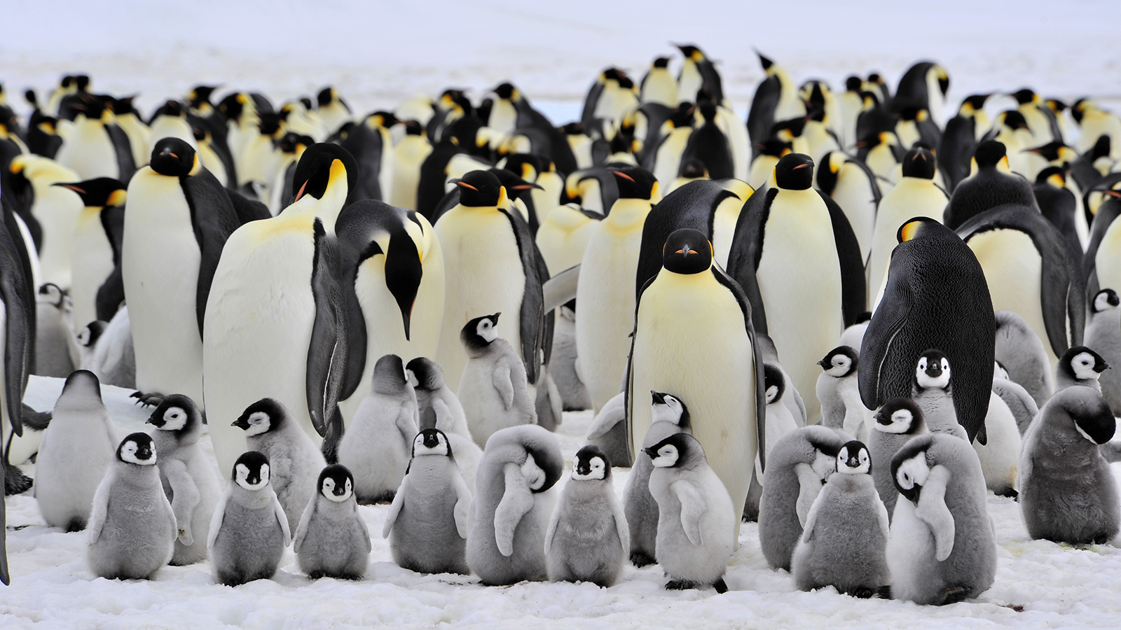 How Much of a Random Knowledge Know-It-All Are You? Emperor penguins