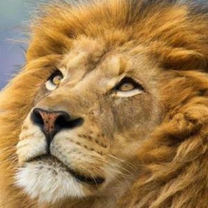 I’m Not Joking, This General Knowledge Quiz Is Actually Really Challenging Lion