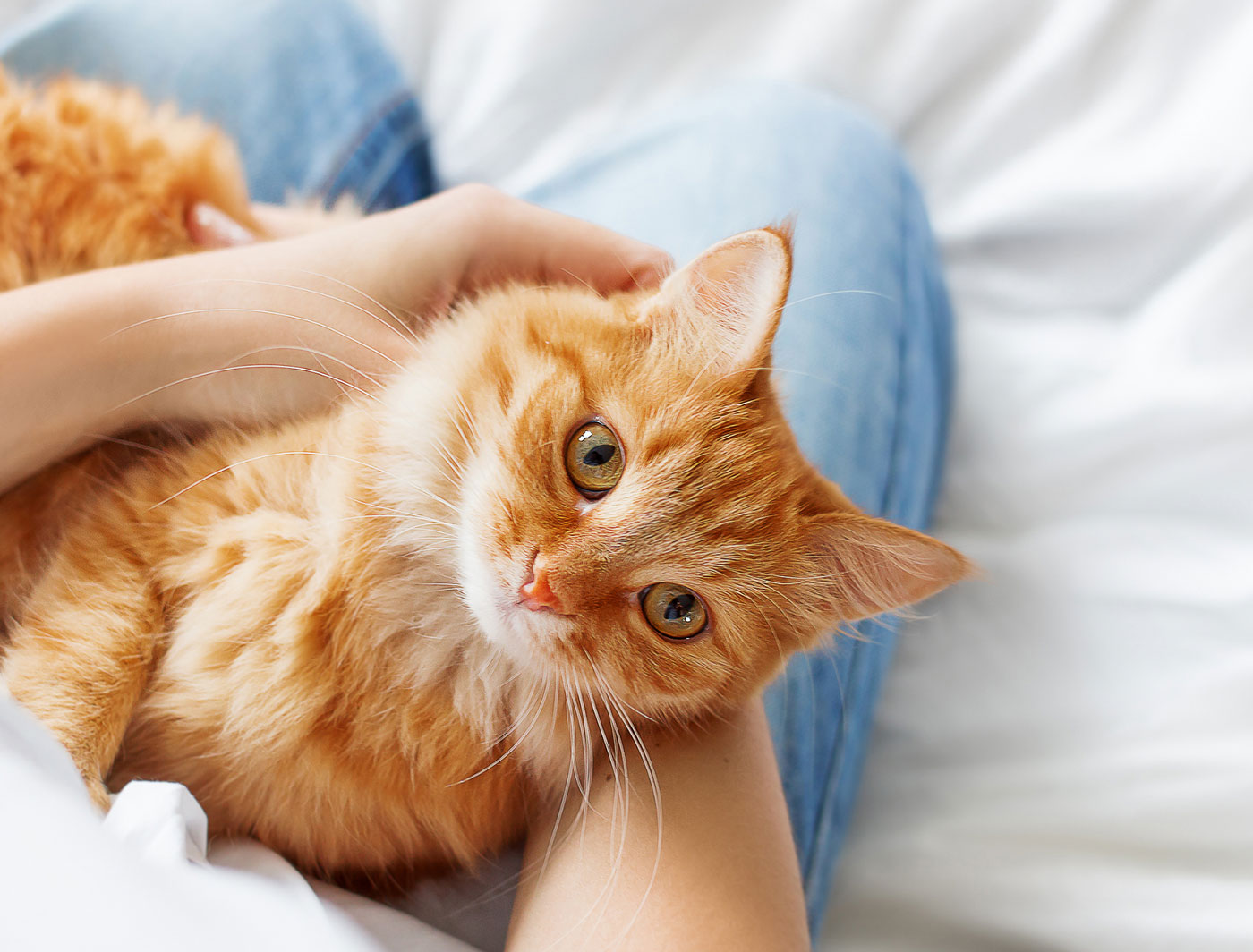 What Comfort Food Are You? petting kitten