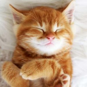 🐱 Is Your Cat Secretly Plotting Against You? Quiz Asleep next to me
