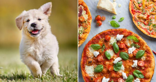 🐶 Choose Between Puppies and Pizza and We’ll Reveal Your Introvert/Extrovert Percentage 🍕