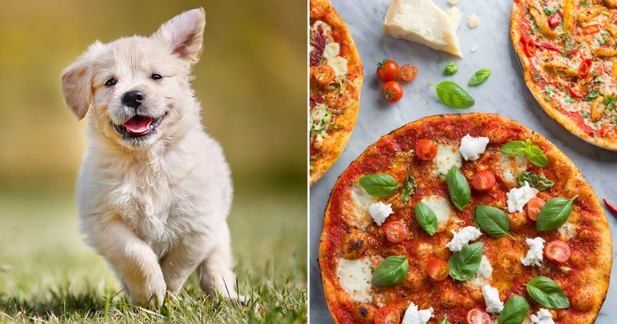 Pick Puppies & Pizza to Know Your Introvert/Extrovert P… Quiz
